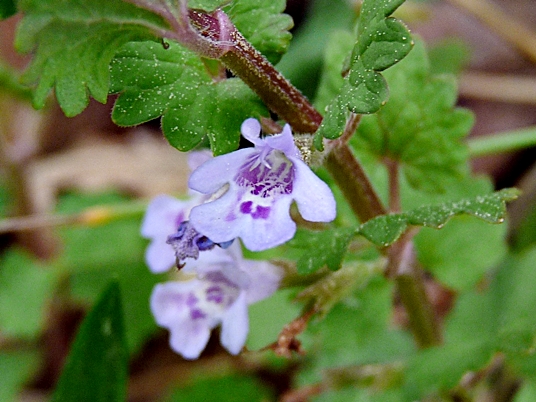 {Glechoma hederacea}